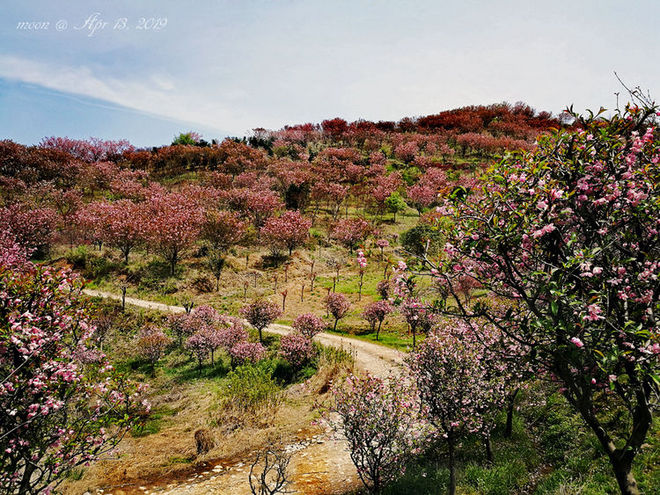误入花深处，惜流年，忆江南 ｜ 2019江南百英里越野赛