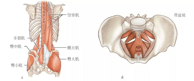 “我跑不快是因为臀部力量不够吗？”