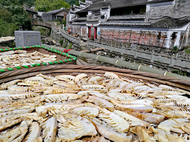 误入花深处，惜流年，忆江南 ｜ 2019江南百英里越野赛