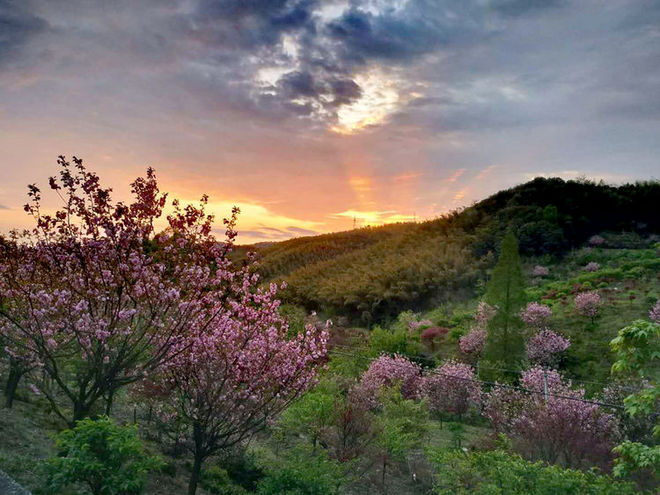 误入花深处，惜流年，忆江南 ｜ 2019江南百英里越野赛