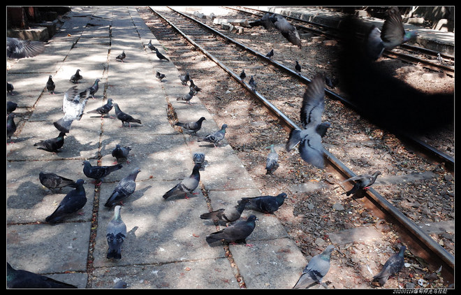 20200119缅甸仰光马拉松（2/2）