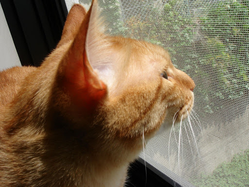 考古 | 03年非典，有多少国内马拉松取消或延期？