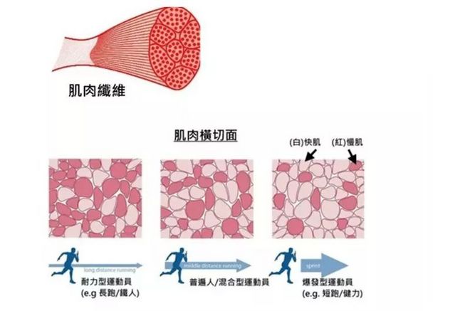 “跑步天赋”由哪些基因天生就决定了？