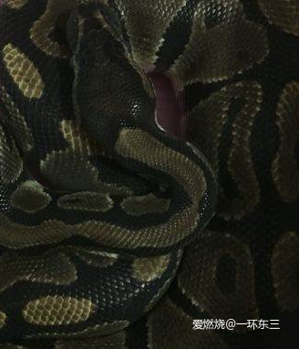 PUMA Hybrid Fuego x First Mile： 自然亲肤得不像一双跑鞋