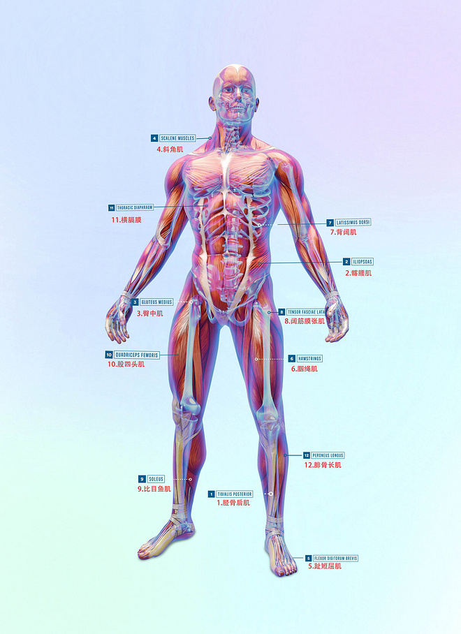 如何拥有一副最适合长跑的“黄金身材”？