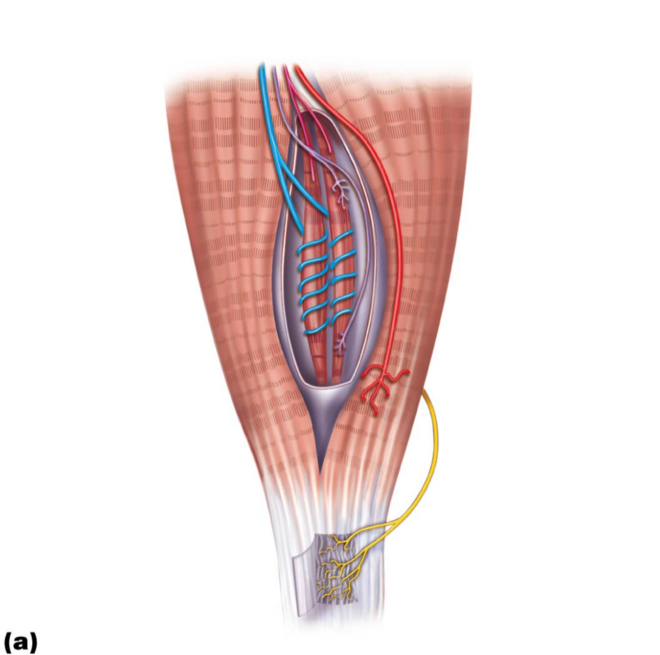 想要跑得好，平衡感差不了