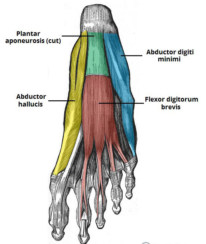 如何拥有一副最适合长跑的“黄金身材”？