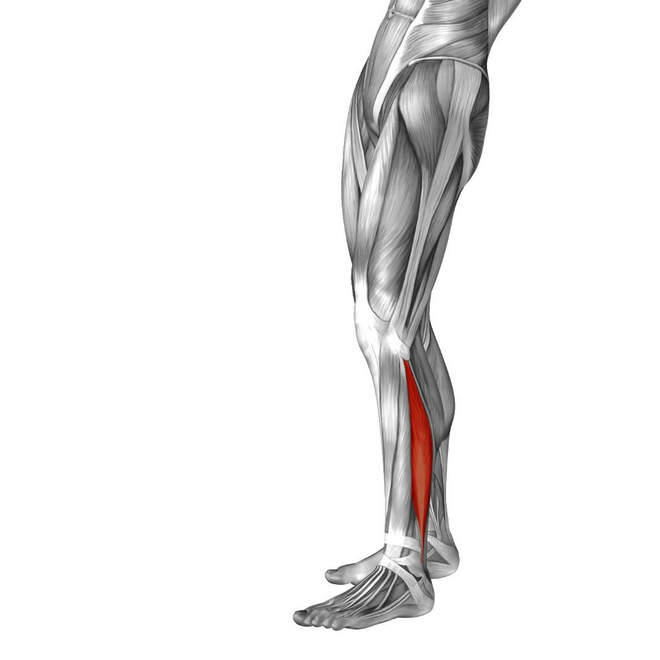 如何拥有一副最适合长跑的“黄金身材”？