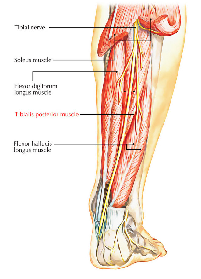 如何拥有一副最适合长跑的“黄金身材”？