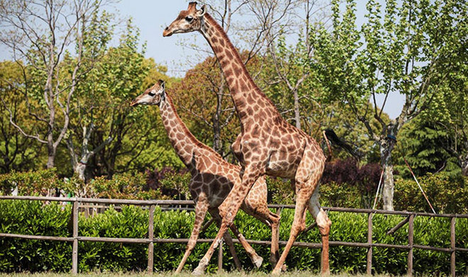 走着走着，怎么就顺拐了？