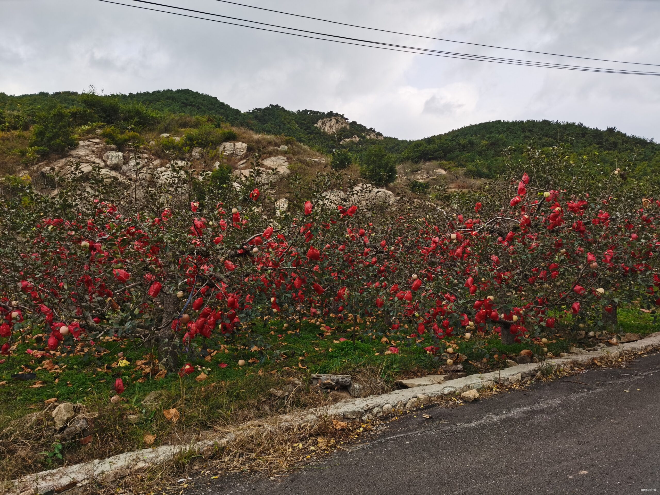 所爱隔山海，山海皆可平---朱雀50赛记