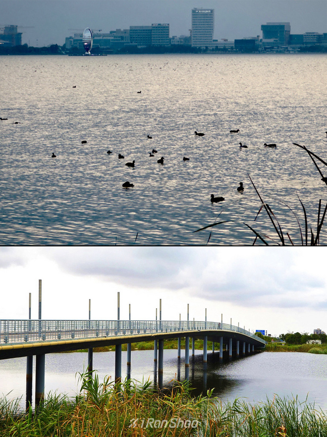 赛事报名｜2024滴水湖迎新跑今日开始报名