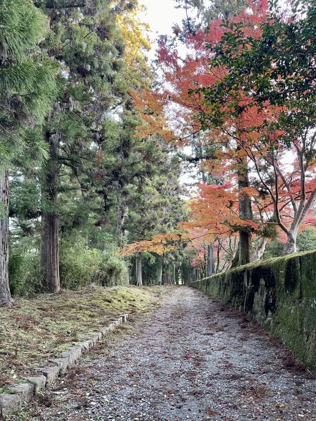 山迹街GoOut｜11-12月红叶季，来熊野古道徒步吧