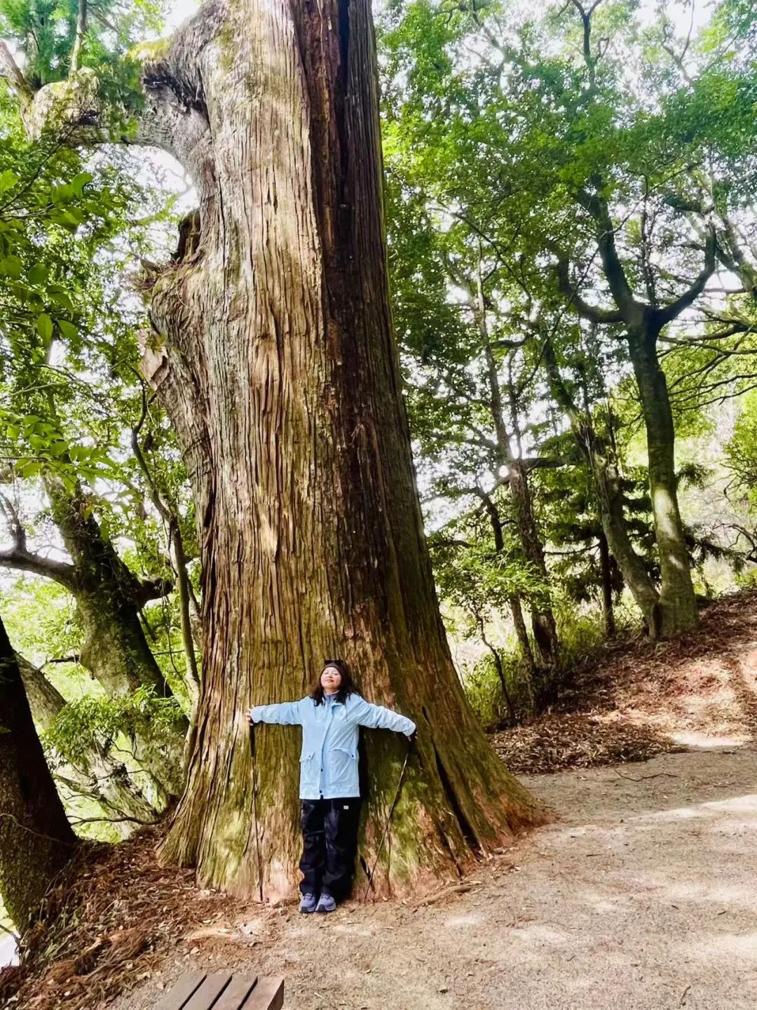 山迹街GoOut｜11-12月红叶季，来熊野古道徒步吧