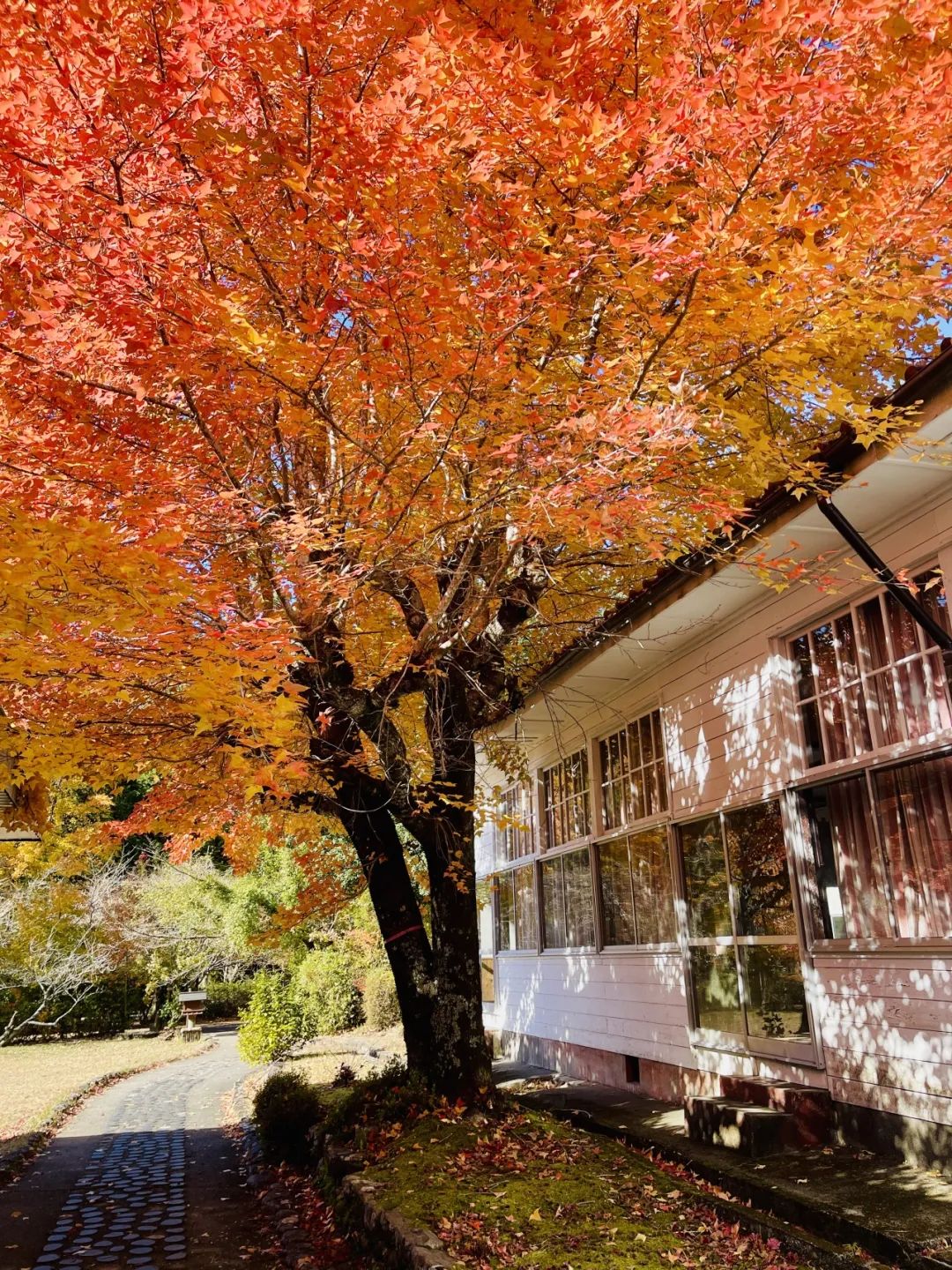 山迹街GoOut｜11-12月红叶季，来熊野古道徒步吧