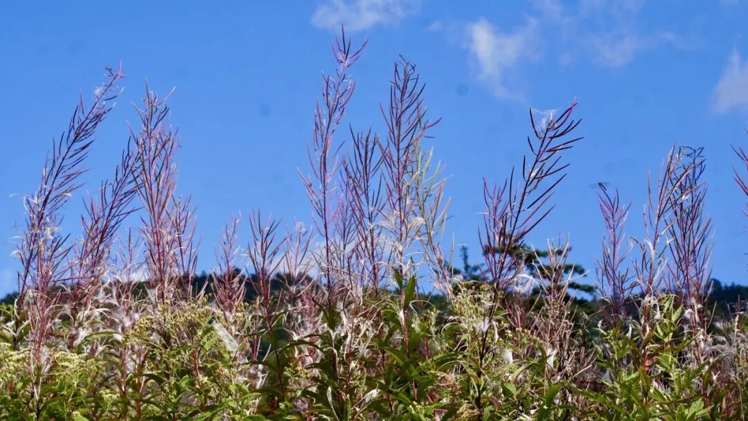 山迹街ESSAY | 何以尾濑?