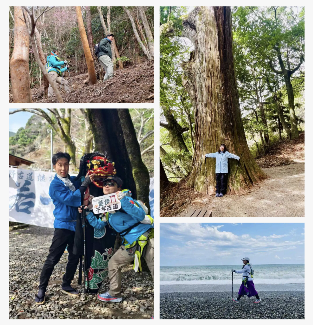 山迹街GoOut｜山樱古道满，熊野遍路时（2026年樱花季熊野古道徒步）