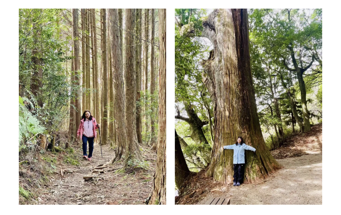 山迹街GoOut｜山樱古道满，熊野遍路时（2026年樱花季熊野古道徒步）