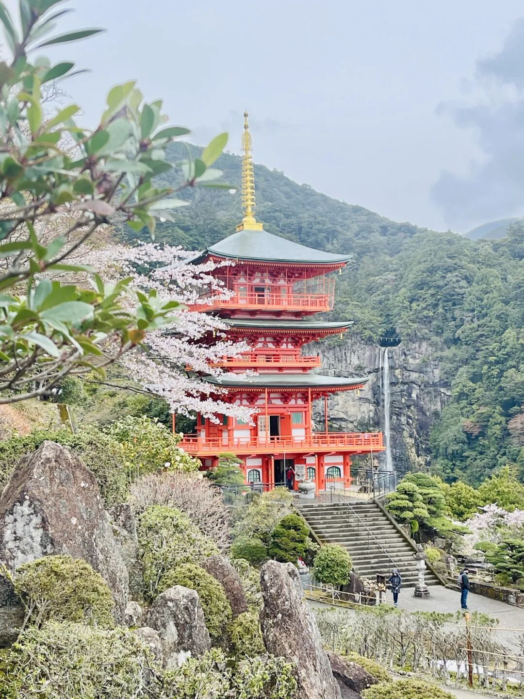 山迹街GoOut｜山樱古道满，熊野遍路时（2026年樱花季熊野古道徒步）