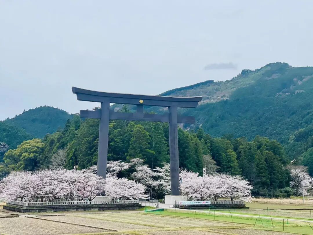 山迹街GoOut｜山樱古道满，熊野遍路时（2026年樱花季熊野古道徒步）