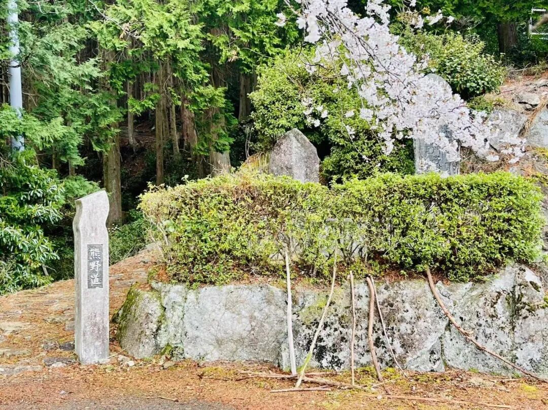 山迹街GoOut｜山樱古道满，熊野遍路时（2026年樱花季熊野古道徒步）