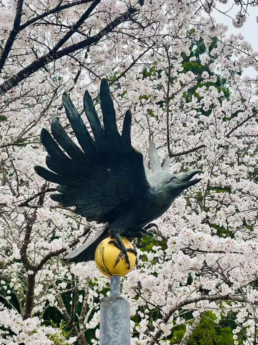 山迹街GoOut｜山樱古道满，熊野遍路时（2026年樱花季熊野古道徒步）