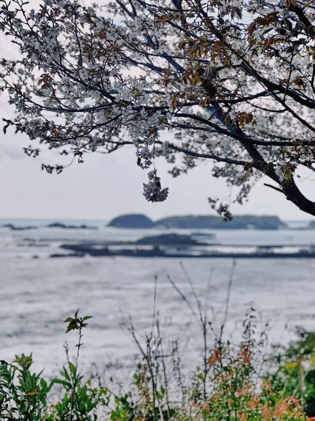 山迹街GoOut｜山樱古道满，熊野遍路时（2026年樱花季熊野古道徒步）