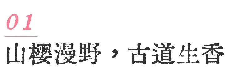 山迹街GoOut｜山樱古道满，熊野遍路时（2026年樱花季熊野古道徒步）