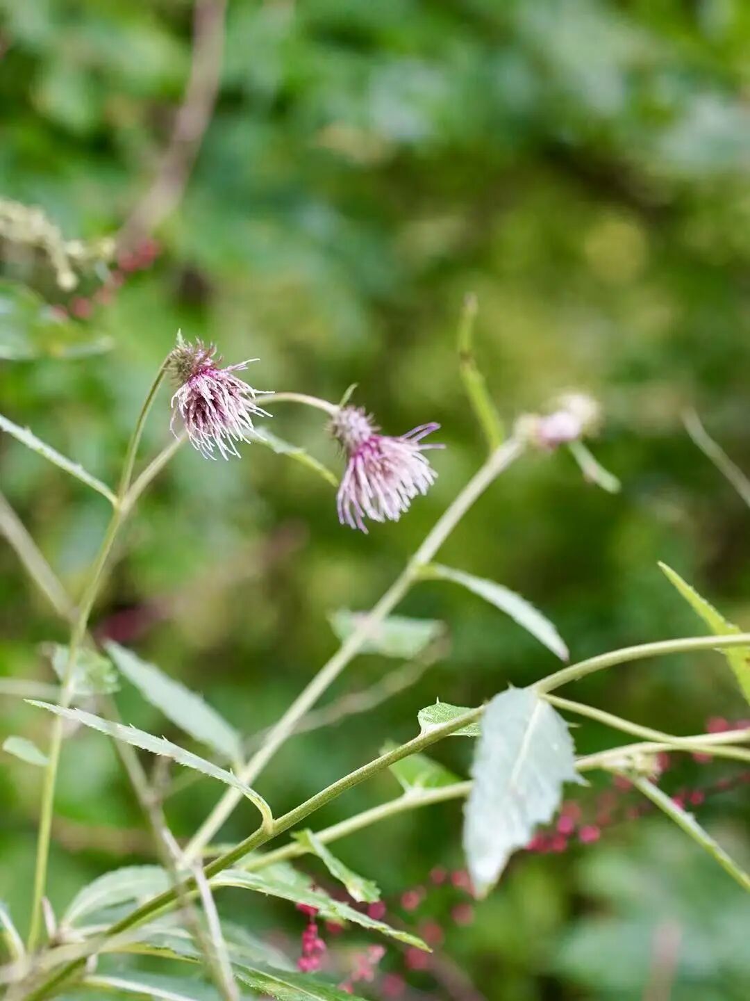 山迹街ESSAY｜何以会津？