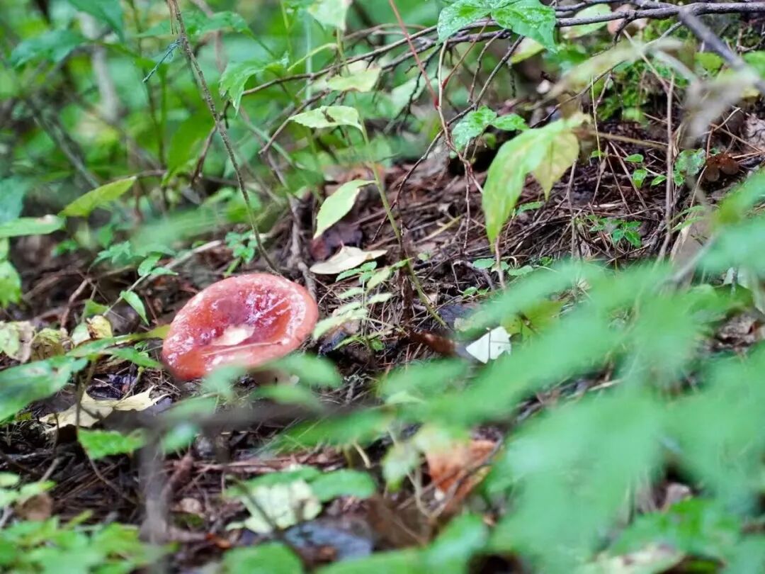 山迹街ESSAY｜何以会津？