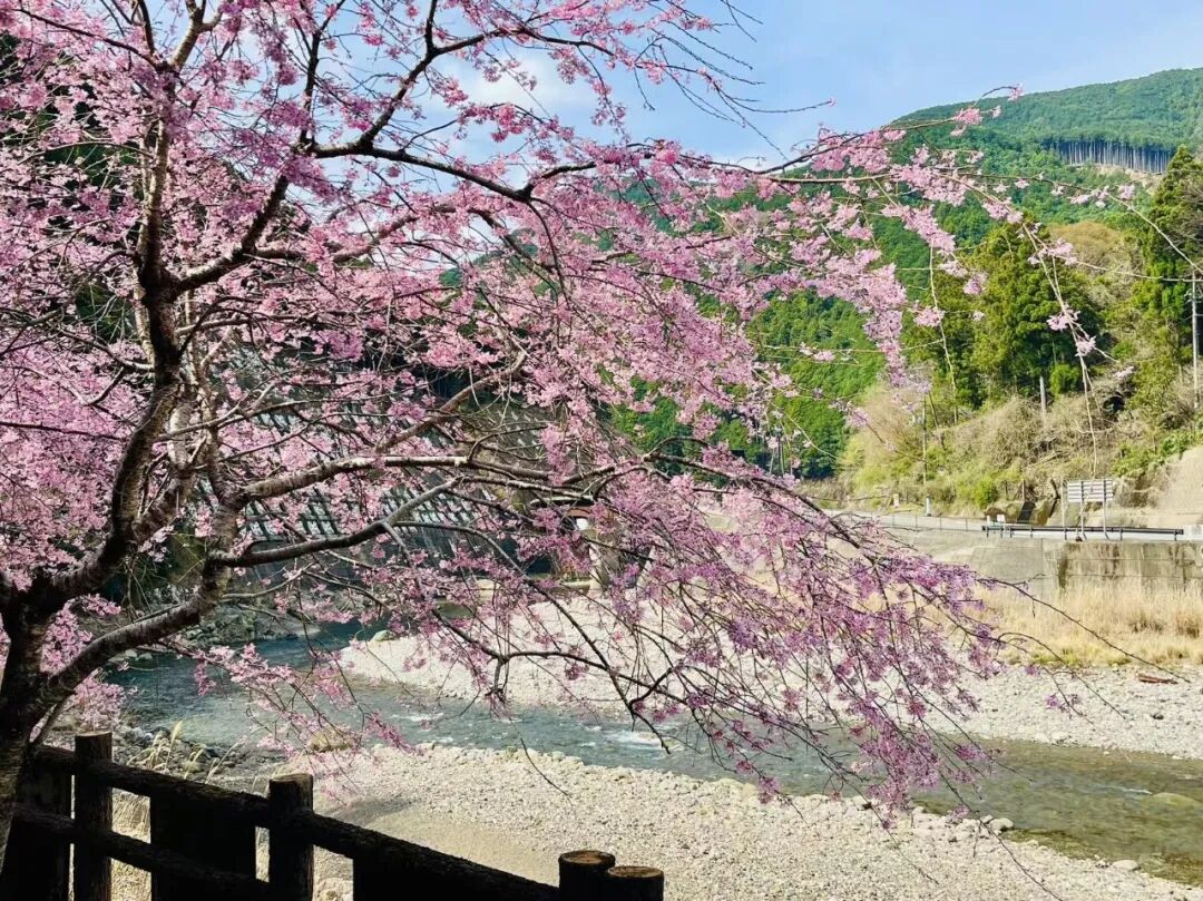 山迹街GoOut｜山樱古道满，熊野遍路时（2026年樱花季熊野古道徒步）