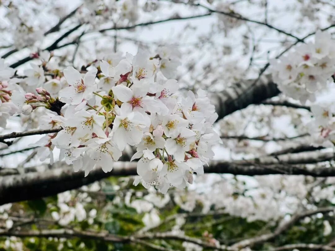 山迹街GoOut｜山樱古道满，熊野遍路时（2026年樱花季熊野古道徒步）