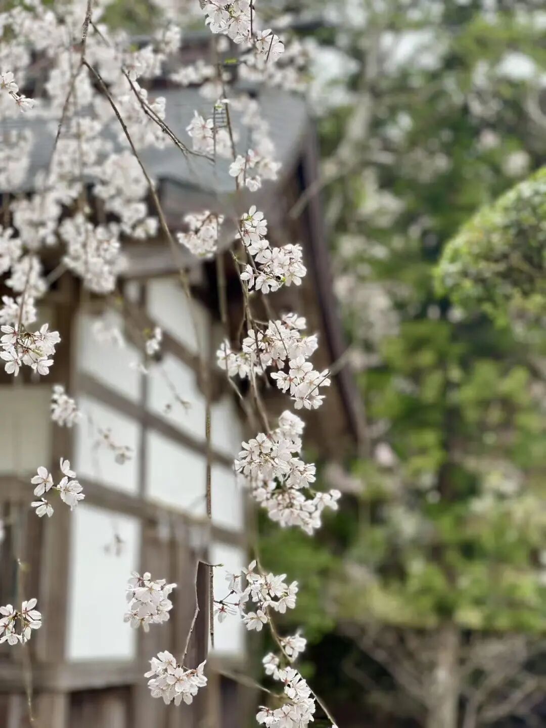 山迹街GoOut｜山樱古道满，熊野遍路时（2026年樱花季熊野古道徒步）