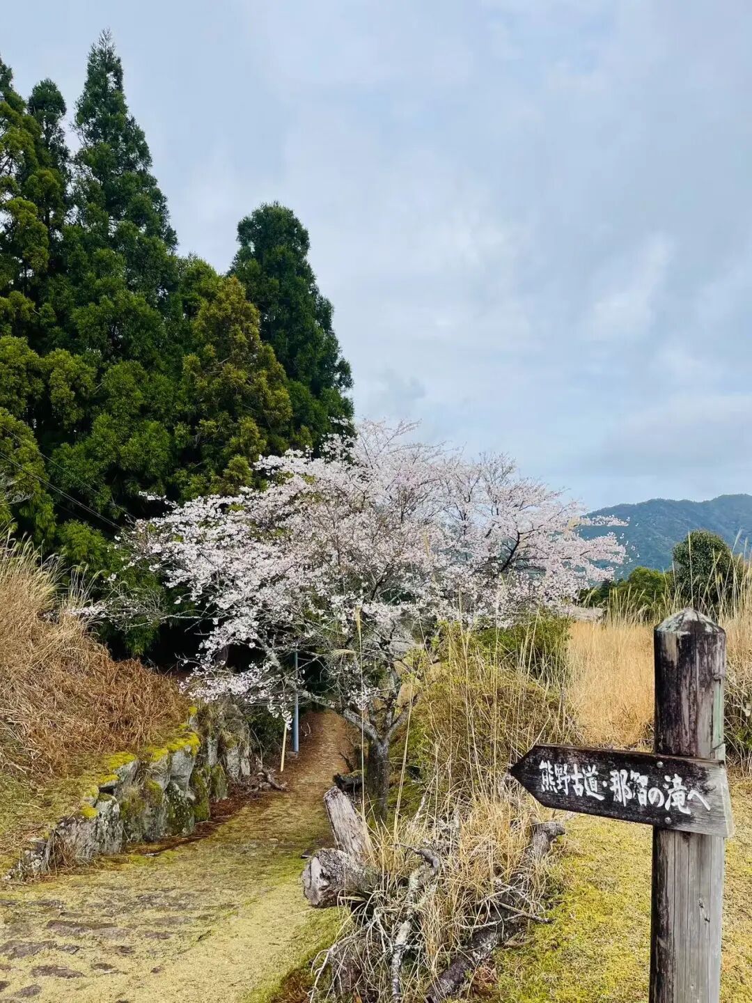 山迹街GoOut｜山樱古道满，熊野遍路时（2026年樱花季熊野古道徒步）