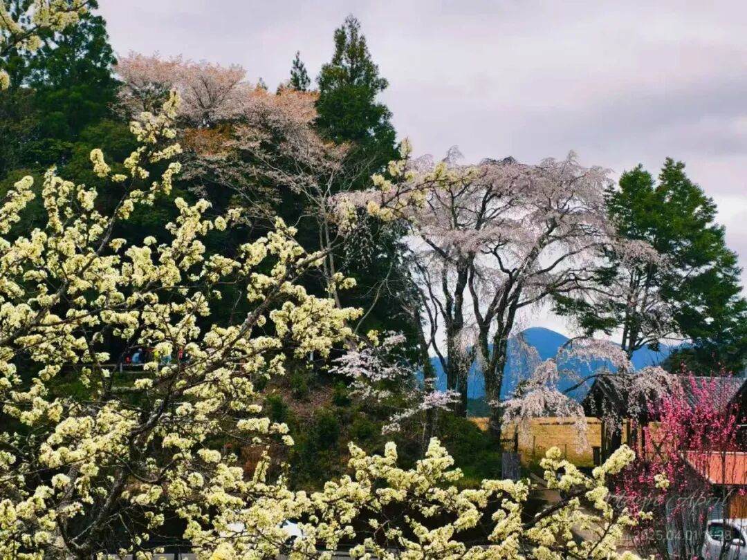 山迹街GoOut｜山樱古道满，熊野遍路时（2026年樱花季熊野古道徒步）