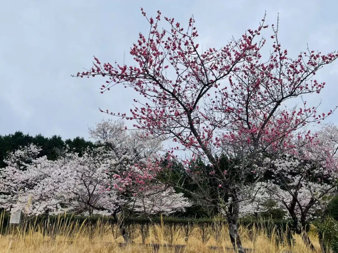 山迹街GoOut｜山樱古道满，熊野遍路时（2026年樱花季熊野古道徒步）